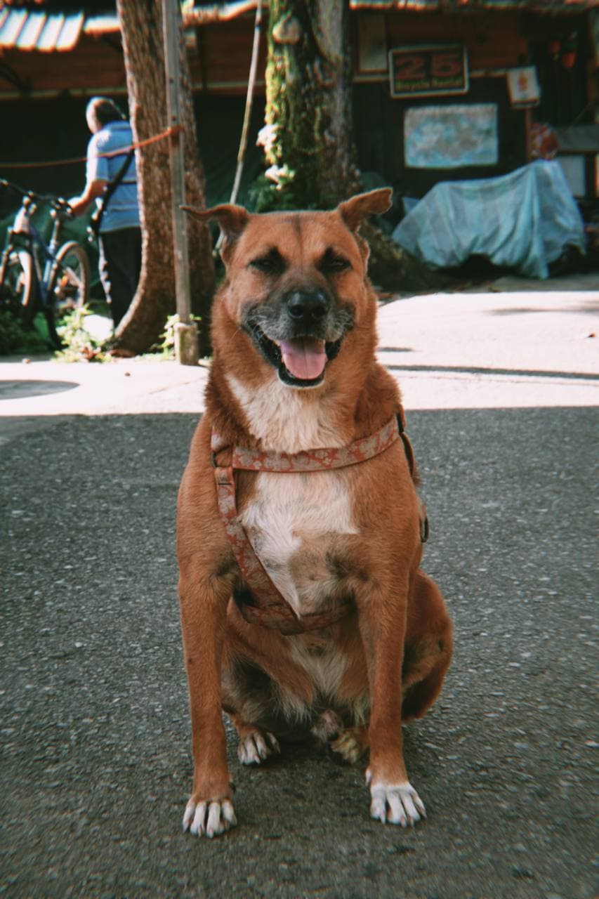 A brown dog smiling at the camera